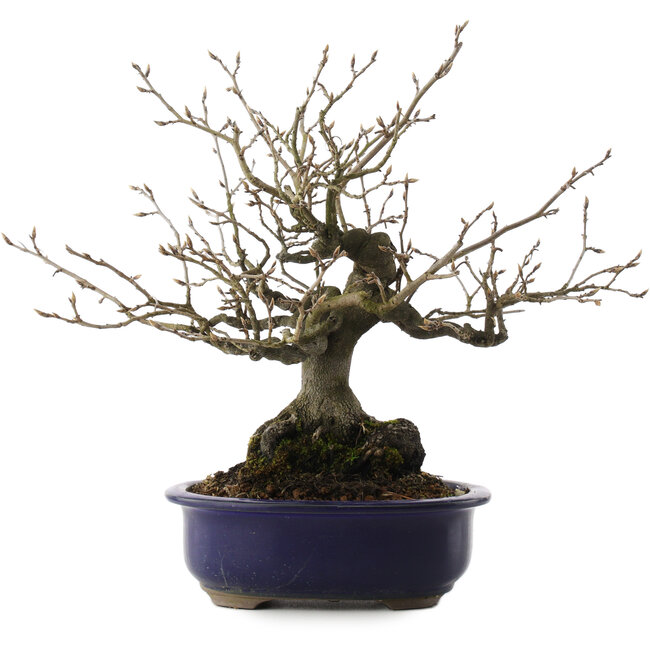 Diospyros kaki, 30 cm, ± 30 Jahre alt, in einem zerbrochenen Topf