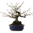 Diospyros kaki, 30 cm, ± 30 años, en maceta rota