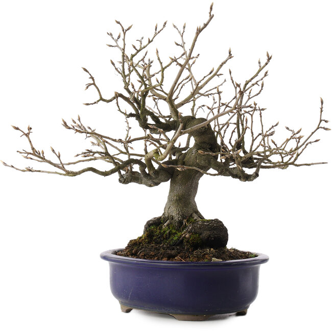 Diospyros kaki, 30 cm, ± 30 ans, dans un pot cassé