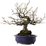 Diospyros kaki, 30 cm, ± 30 años, en maceta rota