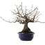 Diospyros kaki, 30 cm, ± 30 años, en maceta rota