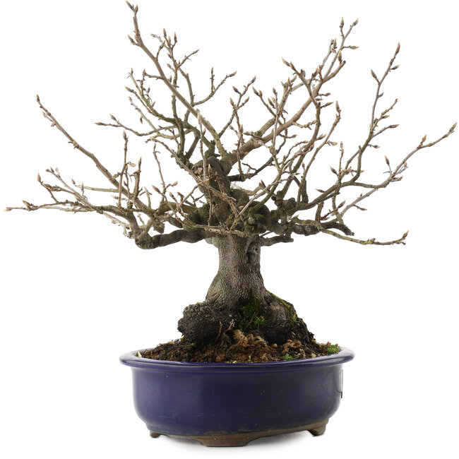 Diospyros kaki, 30 cm, ± 30 anni, in un vaso rotto