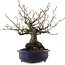 Diospyros kaki, 30 cm, ± 30 años, en maceta rota