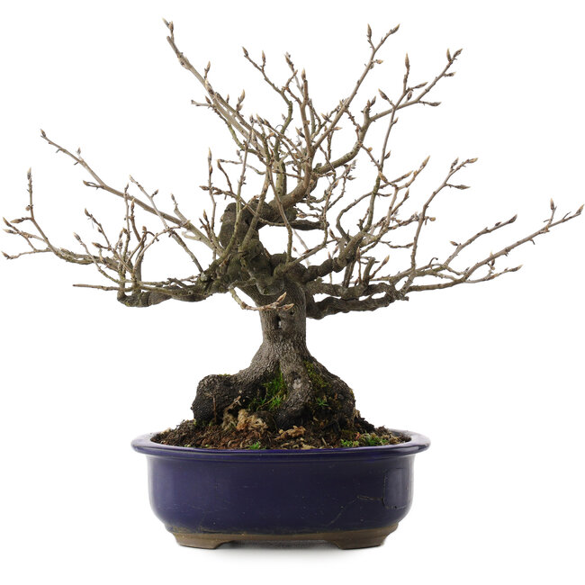 Diospyros kaki, 30 cm, ± 30 years old, in a broken pot