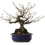 Diospyros kaki, 30 cm, ± 30 años, en maceta rota