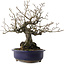 Diospyros kaki, 30 cm, ± 30 años, en maceta rota