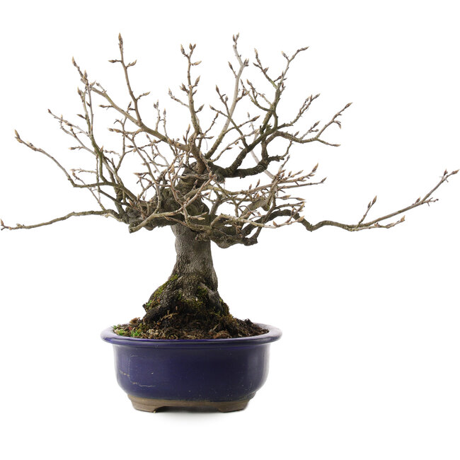 Diospyros kaki, 30 cm, ± 30 anni, in un vaso rotto