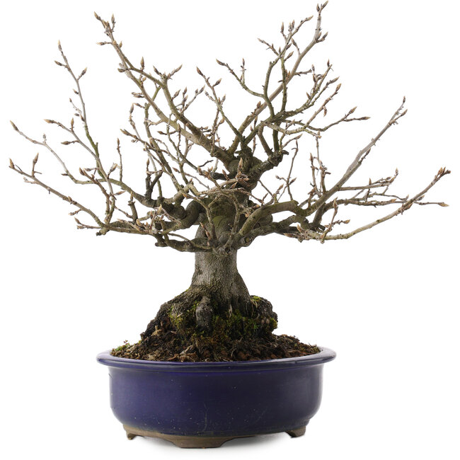 Diospyros kaki, 30 cm, ± 30 Jahre alt, in einem zerbrochenen Topf