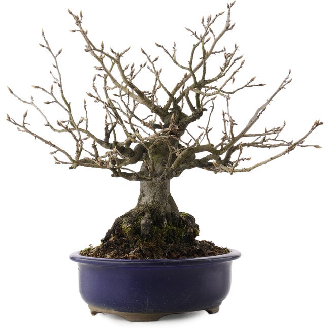 Diospyros kaki, 30 cm, ± 30 years old, in a broken pot