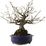 Diospyros kaki, 30 cm, ± 30 años, en maceta rota