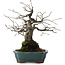Diospyros kaki, 27 cm, ± 20 años