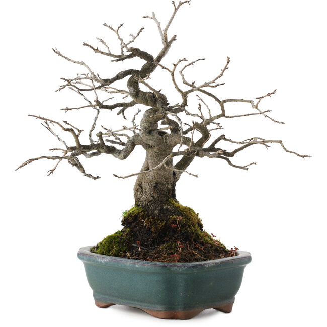 Diospyros kaki, 27 cm, ± 20 Jahre alt