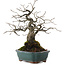 Diospyros kaki, 27 cm, ± 20 años