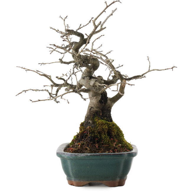 Diospyros kaki, 27 cm, ± 20 años