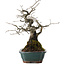 Diospyros kaki, 27 cm, ± 20 años