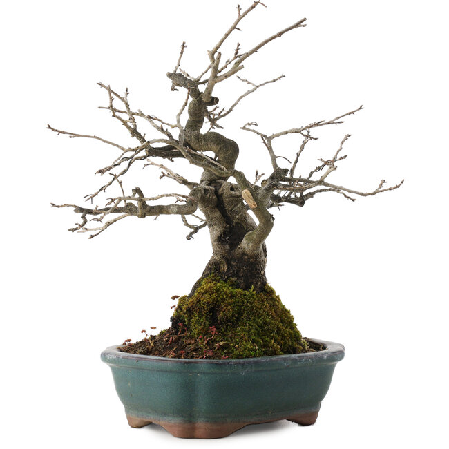 Diospyros kaki, 27 cm, ± 20 ans