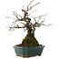 Diospyros kaki, 27 cm, ± 20 años