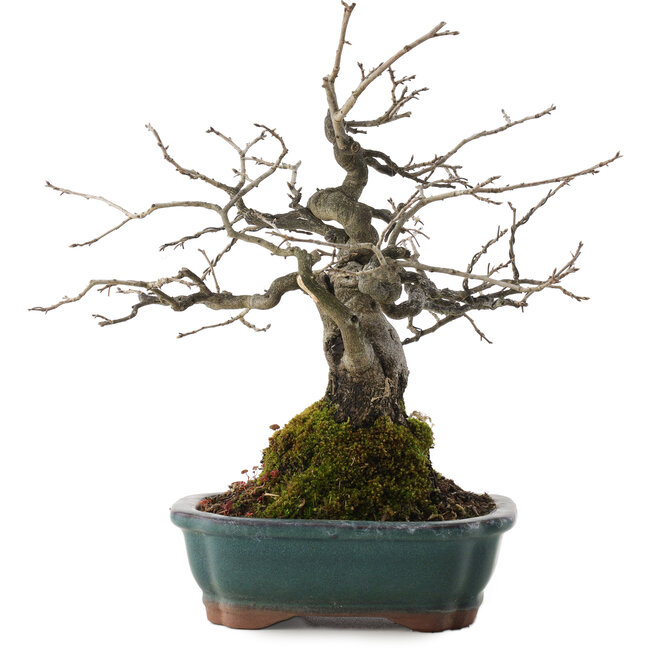 Diospyros kaki, 27 cm, ± 20 Jahre alt