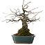 Diospyros kaki, 27 cm, ± 20 años