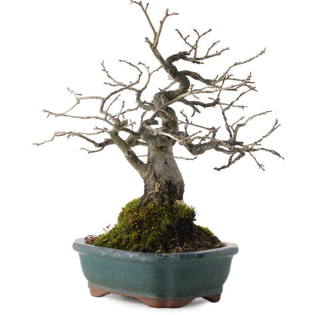 Diospyros kaki, 27 cm, ± 20 Jahre alt