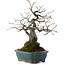 Diospyros kaki, 27 cm, ± 20 años