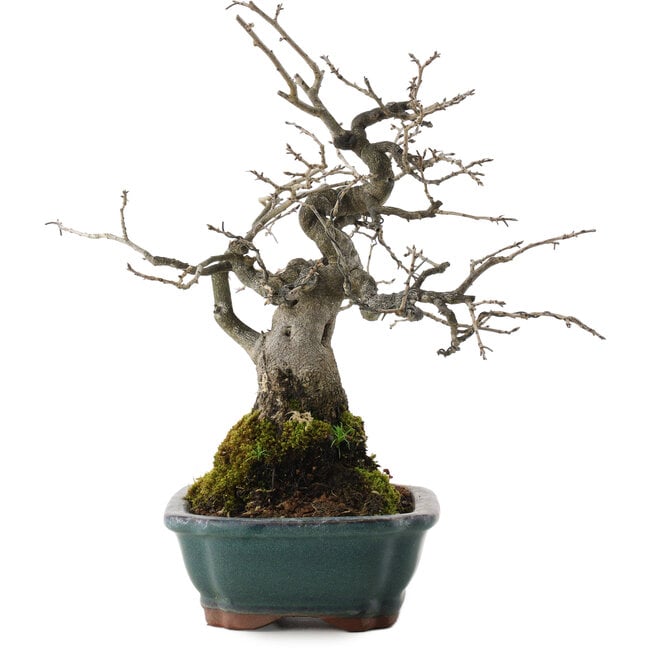 Diospyros kaki, 27 cm, ± 20 anni