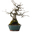 Diospyros kaki, 27 cm, ± 20 años