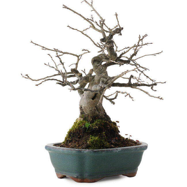 Diospyros kaki, 27 cm, ± 20 ans