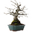 Diospyros kaki, 27 cm, ± 20 años