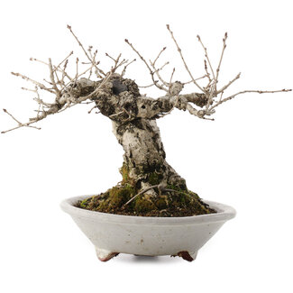 Quercus serrata, 16,5 cm, ± 20 Jahre alt