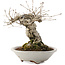 Quercus serrata, 16,5 cm, ± 20 Jahre alt