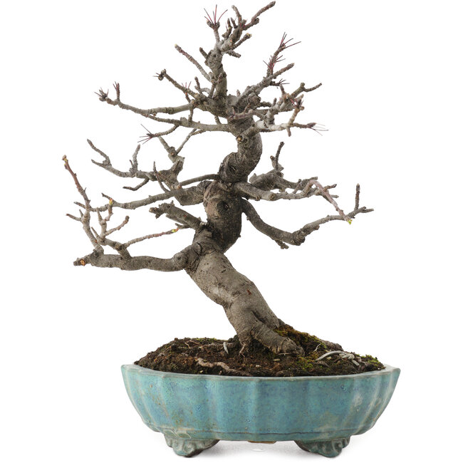 Malus, 20 cm, ± 20 ans, dans un pot cassé