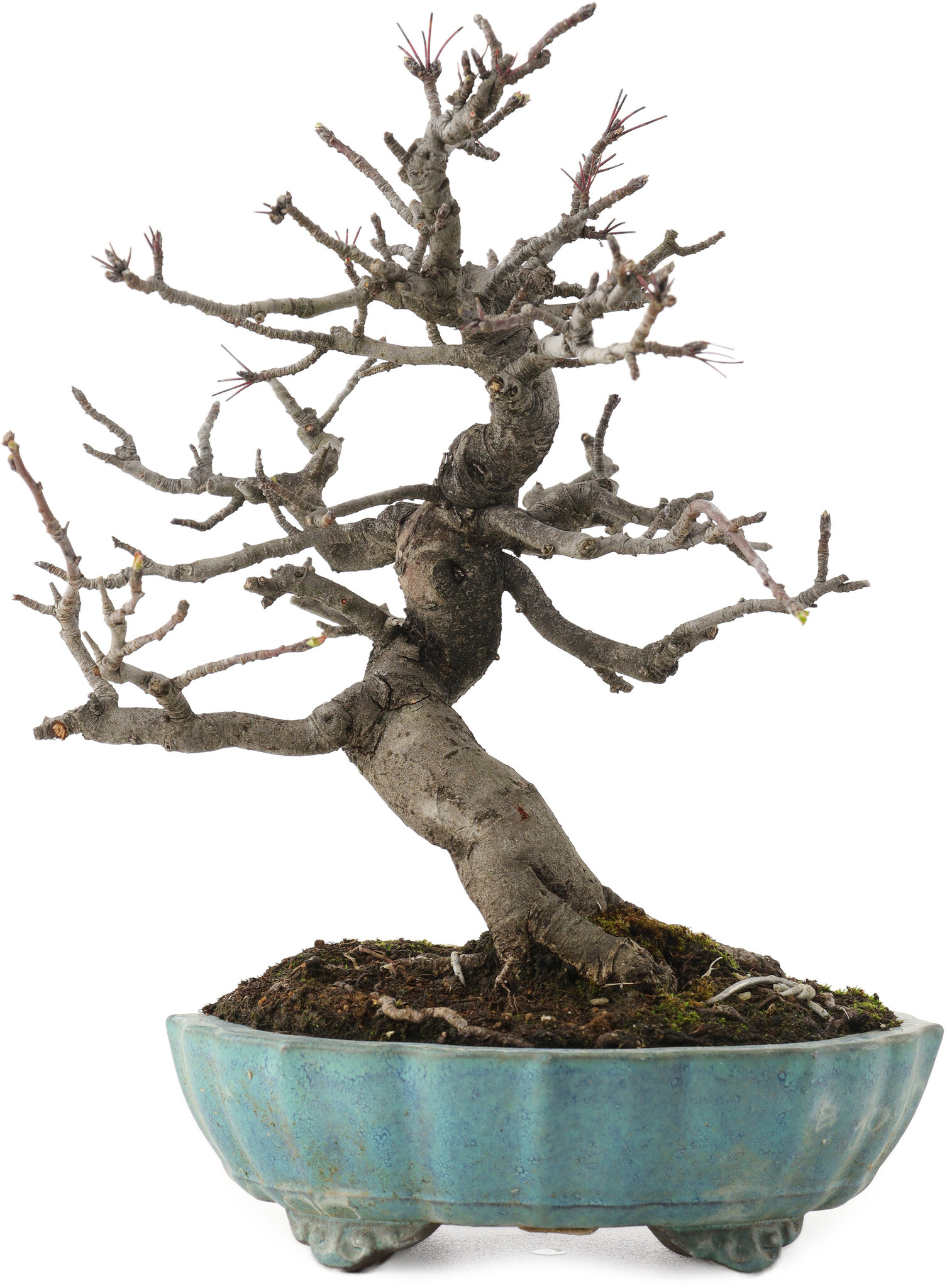 Malus, 20 cm,  20 years old, in a broken pot - Bonsai Plaza