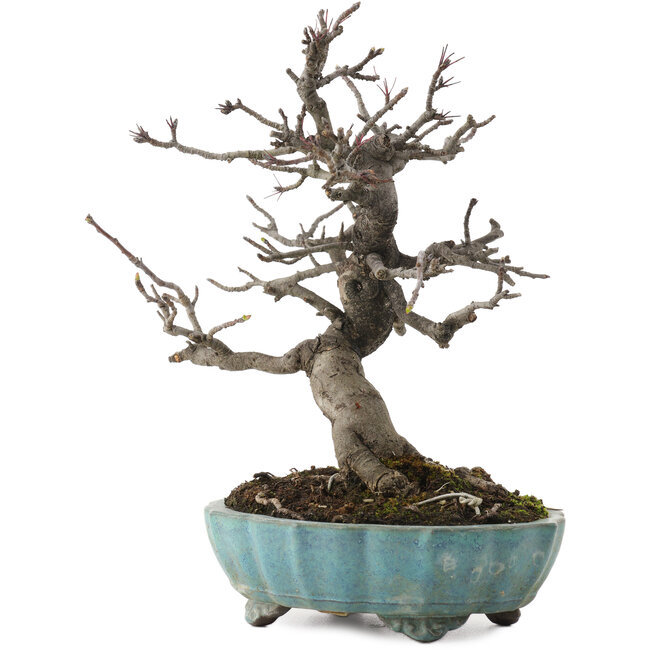 Malus, 20 cm, ± 20 jaar oud, in kapotte pot