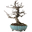 Malus, 20 cm, ± 20 ans, dans un pot cassé