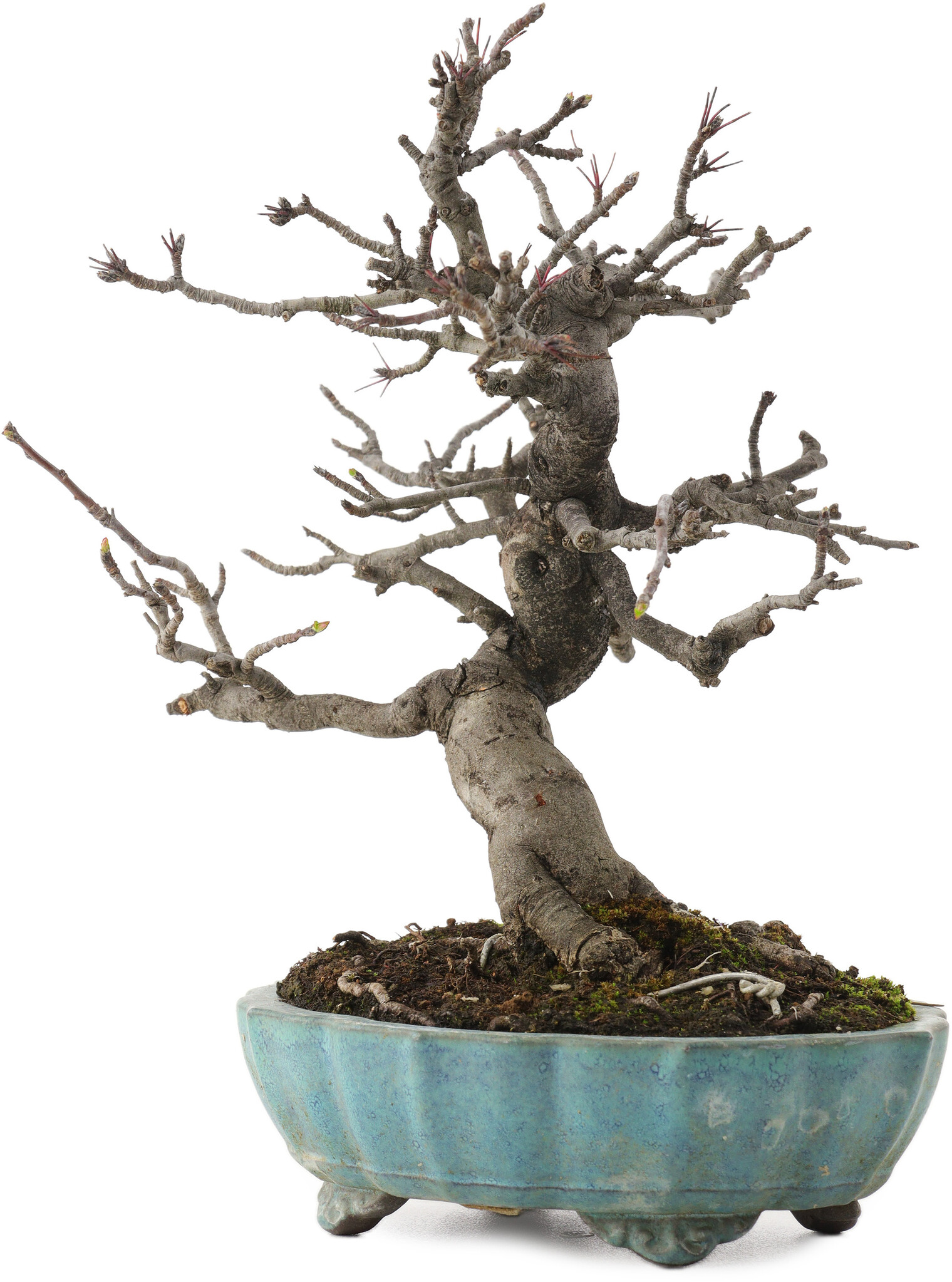 Malus, 20 cm, ± 20 years old, in a broken pot - Bonsai Plaza