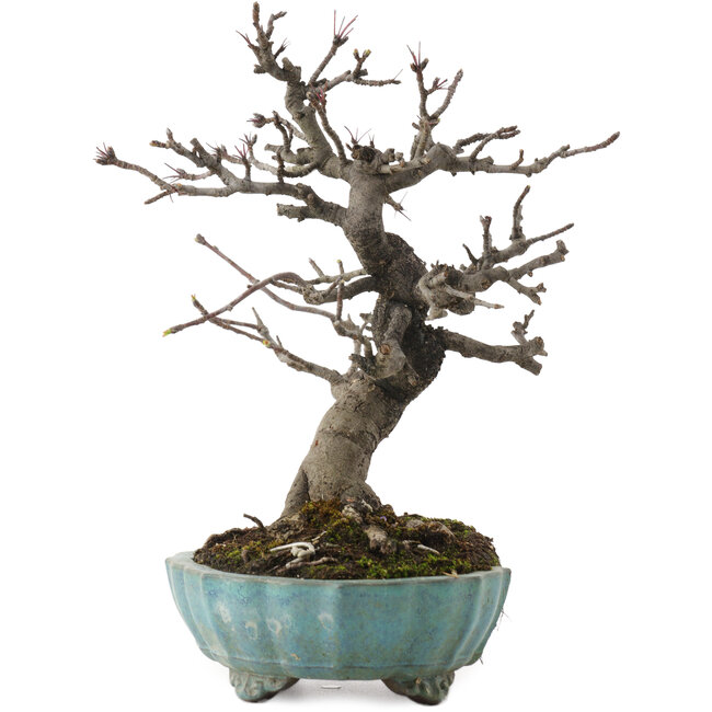 Malus, 20 cm, ± 20 Jahre alt, in einem zerbrochenen Topf