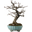 Malus, 20 cm, ± 20 ans, dans un pot cassé