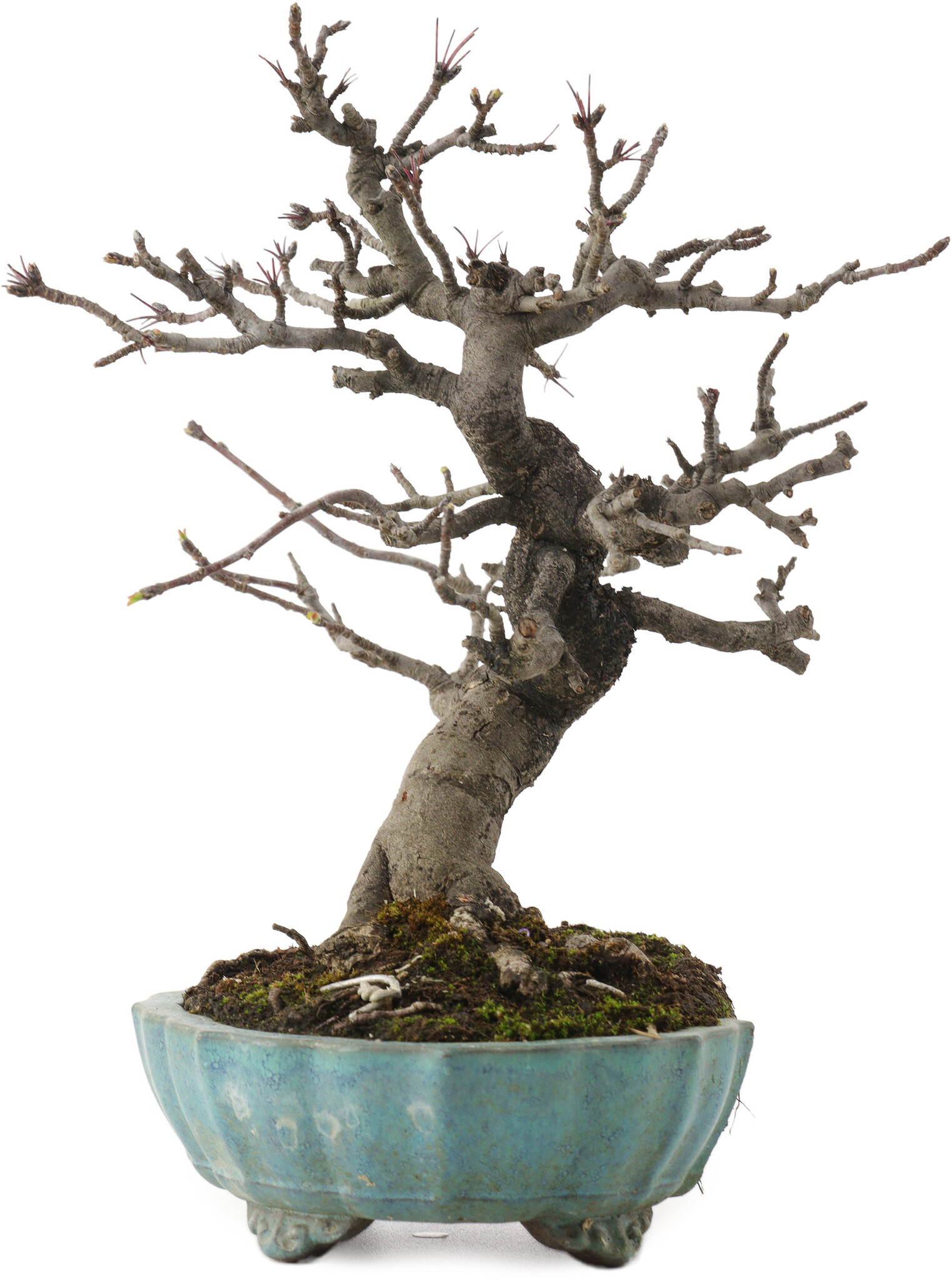 Malus, 20 cm, ± 20 years old, in a broken pot - Bonsai Plaza