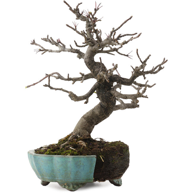 Malus, 20 cm, ± 20 anni, in un vaso rotto