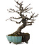 Malus, 20 cm, ± 20 ans, dans un pot cassé