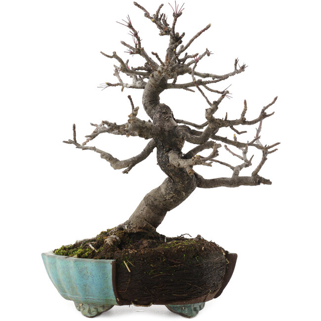 Malus, 20 cm, ± 20 jaar oud, in kapotte pot