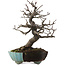 Malus, 20 cm, ± 20 ans, dans un pot cassé