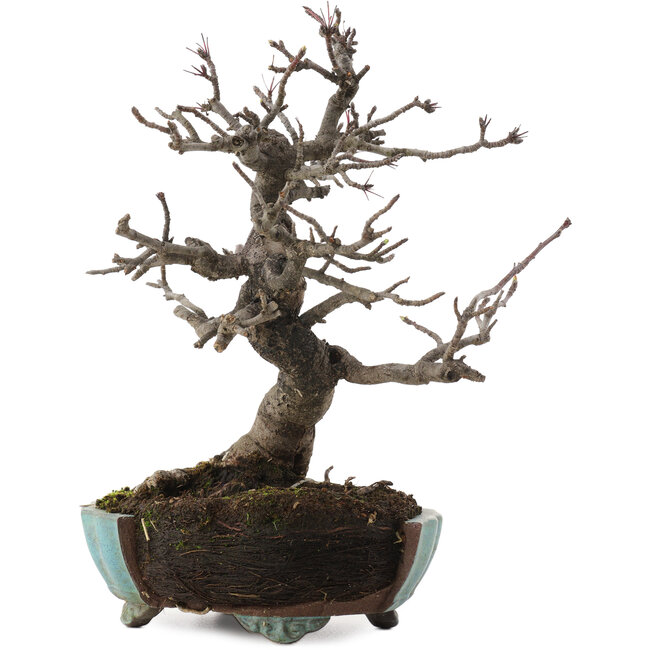 Malus, 20 cm, ± 20 years old, in a broken pot