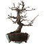 Malus, 20 cm, ± 20 ans, dans un pot cassé
