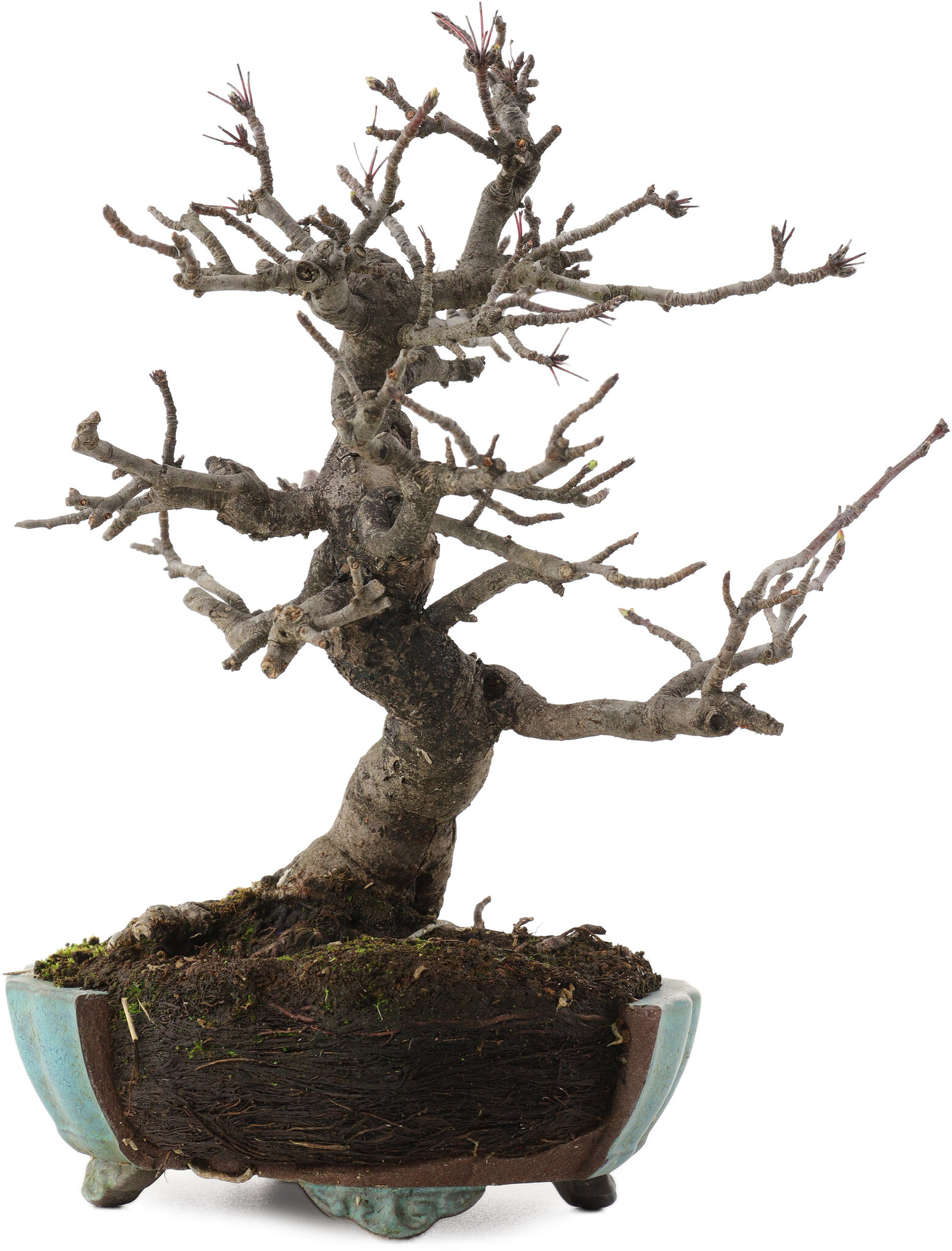 Malus, 20 cm, ± 20 years old, in a broken pot - Bonsai Plaza