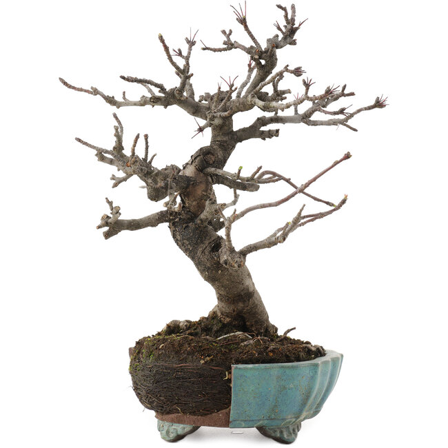 Malus, 20 cm, ± 20 ans, dans un pot cassé