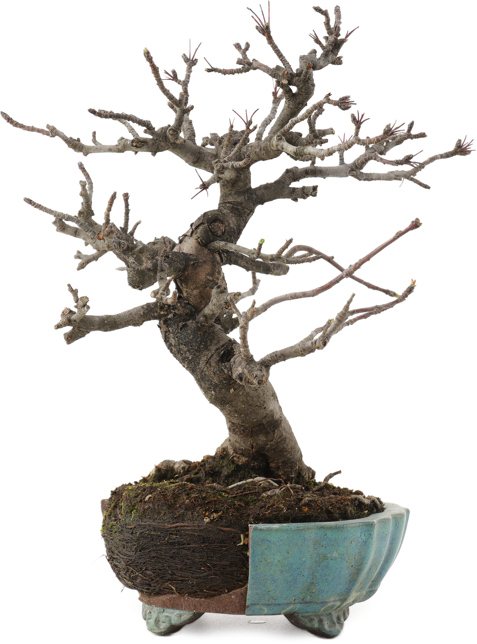 Malus, 20 cm, ± 20 years old, in a broken pot - Bonsai Plaza