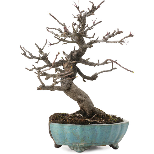 Malus, 20 cm, ± 20 Jahre alt, in einem zerbrochenen Topf