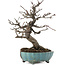 Malus, 20 cm, ± 20 ans, dans un pot cassé